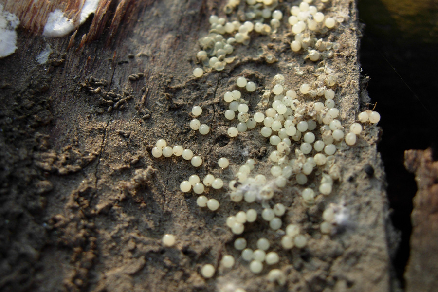 tanti funghi